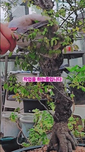 #유근피 느릅나무껍질#느릅나무의 효능#염증에 좋은 느릅니무#2026년 7월 5일
