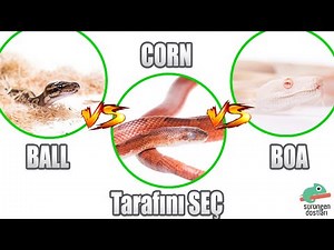 Ball Python vs Corn Snake vs BCI Boa - Hangi Tür Yılan