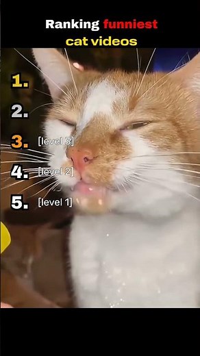 Funniest Cat Videos Ranked 😼😂 Try Not To Laugh If You Can