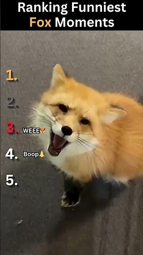 Ranking Funniest Fox moments... Subscribe please