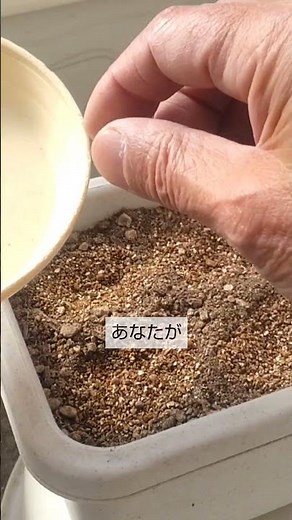 2/24【ラディッシュ】種まき 気温が上がって来たのでこうして種をまけば確実に発芽します