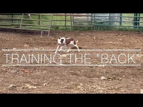 Teaching a "Back" to your stockdog.