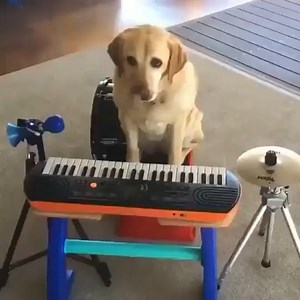 Dog playing with a piano.