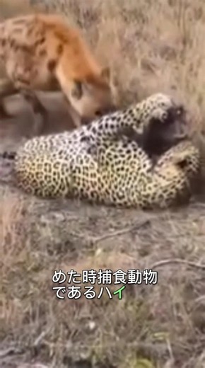 ヒョウとハイエナがイノシシを巡って争う ＃動物 #捕食者 ＃狩猟 #ヒョウ ＃ハイエナ