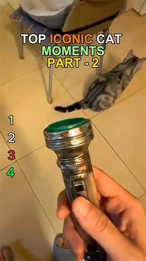 Ranking Iconic Cat Moments 🤣 #funnycats #cat #shorts #pets #cute