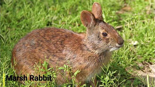 How invasive species spread through Florida’s land and waterways
