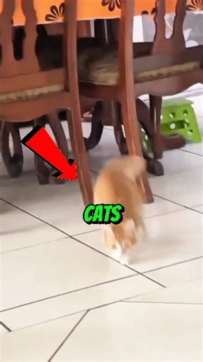 Cats Doing INSANE FLIPS 😹🤯 #animals #cats #flip