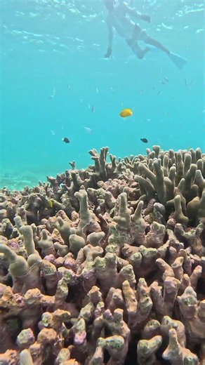 [Ishigaki Island] Yay! Blue Sky Skin Diving & Blue Sky Snorkeling! June 29th Tour Video