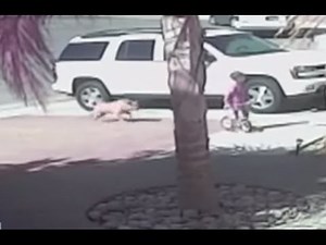 911 Call - Boy saved from attacking dog by hero cat