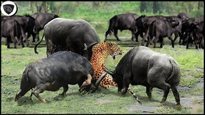 1M views · 10K reactions | Buffalo herd united to defeat the leopard because of the predators contempt for their strength | Wild life Animals | Facebook