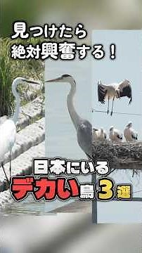 [Bigger is Romantic] Get excited when you spot one! 3 of the biggest birds in Japan #shorts #wild...