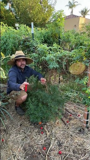 Topping Your Tomatoes!