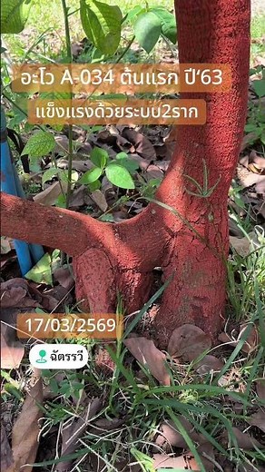 #อะโวคาโด #A034ต้นแรกทึ่ปลูก #แข็งแรงด้วยระบบ2ราก
