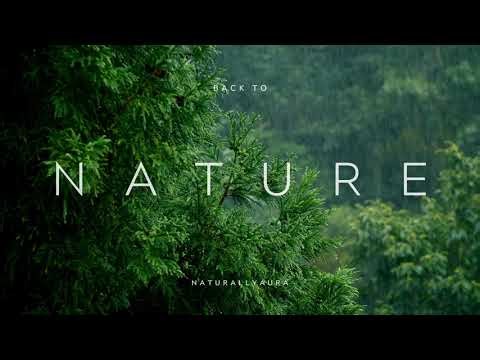 Forest Meditation Music | Nature-Inspired Soundscape for Relaxation, Study & Focus