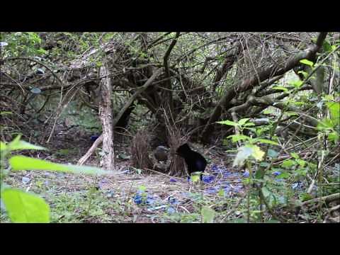 Satin Bowerbird courtship display - male and female