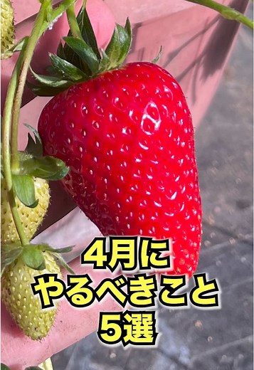 いちご栽培4月やるべきこと5選｜人工受粉・肥料・ランナー対策