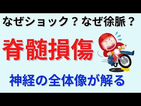 【神経の理解の為にも必須です】脊髄損傷について解説