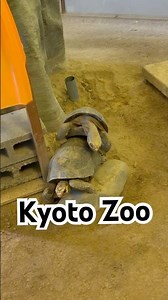 Kyoto Zoo