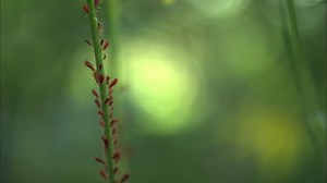 ML432518 - Aphidoidea - Macaulay Library