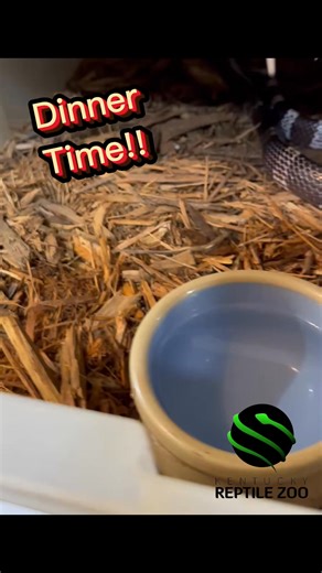 Malayan krait dinner time! Bungarus candidus. #elapid #natureisawesome #elapidae #coolsnakes #bungarus #bungaruscandidus #krait #venomoussnake #herpetology #snake #kyreptilezoo #snakes | Kentucky Reptile Zoo