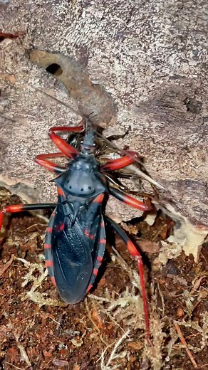 Assassin Bug Species: A Closer Look at Ferocious Hunters