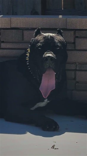 Guard Dog Cane Corso II Dog Lover I Dog shorts II Cane Corso DOG II Cute Dog I Funny dog #shorts