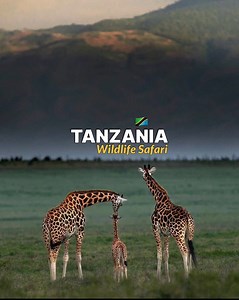 SELOUS GAME RESERVE 🍃 The Selous Game Reserve, covering 50,000 square kilometres, is amongst the largest protected areas in Africa and is relatively undisturbed by human impact. The reserve combined are home of the deadliest Africa Giants [Lion, Buffalo, Giraffe, Crocodile, Leopard & Elephant], Spectacular birds and Reptiles which are every African adventurers desire to witness. ⏺ Day Trip Safari 🔰$420 per person [Sharing Trip] 🔰$520 per person [Private Trip] ⏺ 2 Days 1 Night 🔰$650 per perso