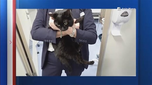 Cruise Ship out of Galveston Rescues Stranded Sailor and Cat at sea