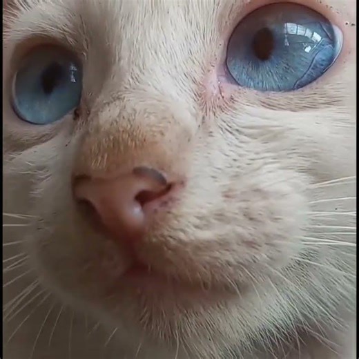 Blue eye albino siamese cat, kitten
