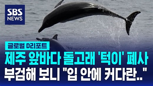 [D리포트] 제주 앞바다 돌고래 '턱이' 폐사…부검해 보니