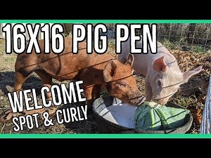 Building a Simple 16x16 Pig Pen ||Welcoming Spot & Curly to the Homestead||