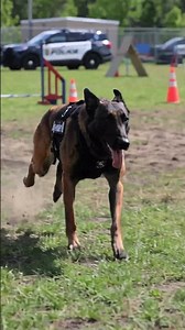 Malinois Full-Speed SPRINT Across K9 Training Field! 🐕 #shorts