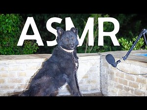 Dog Eating ASMR 🐶 | Relaxing Crunchy Sounds for Stress Relief & Sleep