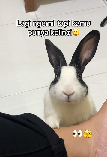 Kelakuan Kelinci Lucu Saat Ngemil yang Bikin Ketawa