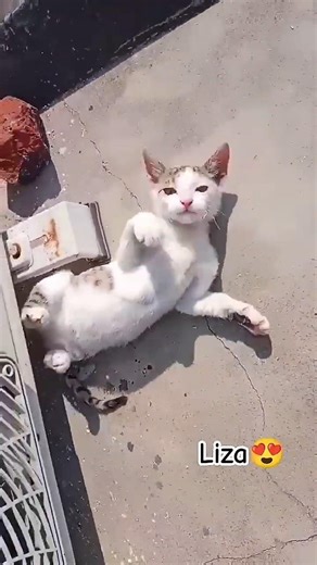 protecting me 😲🤭 #shorts #youtubeshorts #cat #viral #catlife