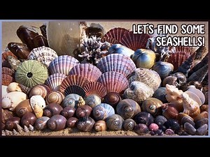 Massive Shell Haul: Scallops & Wentletraps | Finding Shells at Hervey Bay