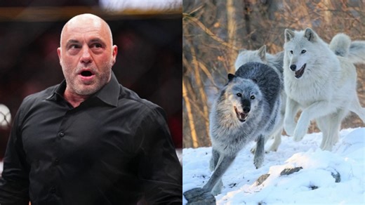 Joe Rogan explains how wolf attacks forced a "ceasefire" between Russians and Germans in WWI