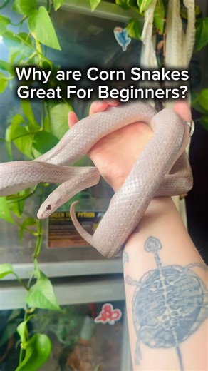 Tricia 🌿🌸🐢 | Corn Snakes don’t get enough attention. They are one of the best beginner snakes for someone starting out. So many people have lost their... | Instagram