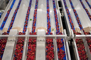 C&L Fruits: Export and production of the freshest fruit from the Southern Hemisphere