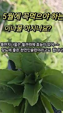 혈관관리에 효능좋아 천연인술린 돼지감자잎나물 아시나요!#돼지감자#뚱딴지#포항아지매