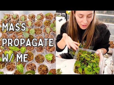 Propagate 100 Plants! | How To Mass Propagate Houseplants Tips & Tricks!