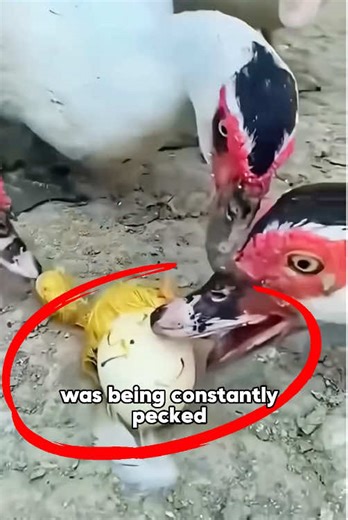 Mother Duck's Heartwarming Rescue of Her Duckling