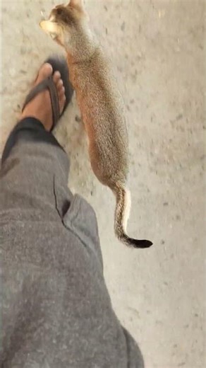 Follow me #cat #animals #cute #kitten #pets #follow #followcat