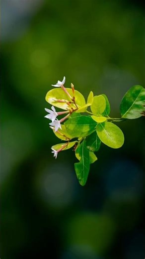 lr photo editing tutorial #editing #lr_photo_editing #photography #tutorial #colurgrading