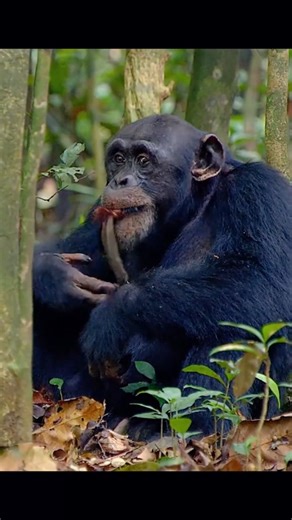 PastVue on Instagram: "Chimpanzees are among the few apes known to hunt cooperatively, and their pursuit of red colobus monkeys in some populations is one of the best documented examples of this behavior. During many hunts, individuals do not act alone but can adopt different roles: some chase monkeys through the canopy, others move to cut off escape routes, and some position themselves to intercept prey attempting to flee, although the exact pattern and consistency of such role differentiation