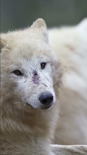 ❄️😳 What does a wolf eat when there's no prey? The secret to survival in the Arctic