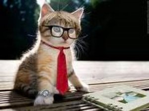 Video: Are these cats for real?