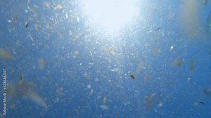 Pieces of algae float in blue water illuminated by sun rays breaking through water column. Diver swims in water with pieces of algae first point view