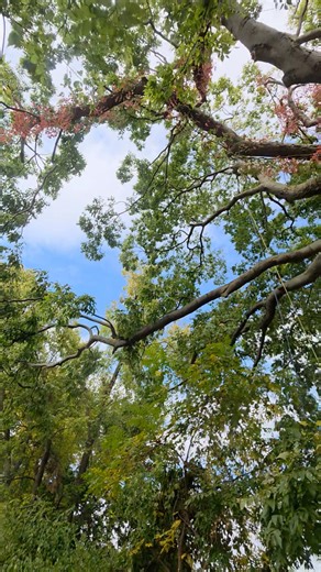 In this video Jason profiles the largest Hackberry (C. Occidentalis) he has ever worked on, along with the most recent work we completed on this 72" beauty. | Turner Tree Specialists