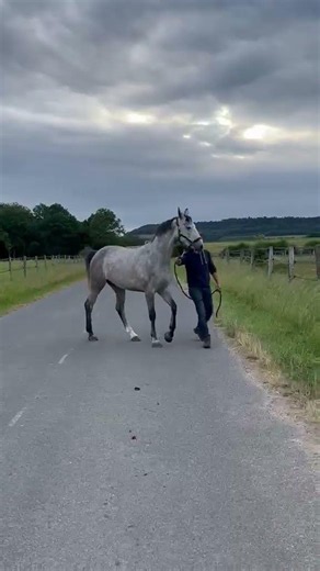 Cheval à vendre - À vendre jolie jument de 5 ans - Vidéo 5 - equirodi.com